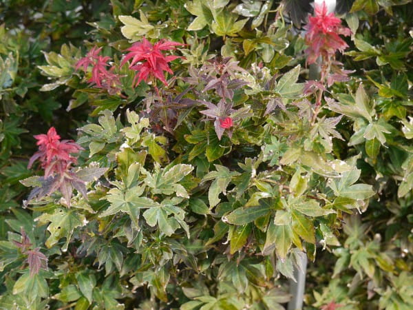 Fächerahorn Ruby Stars • Acer palmatum Ruby Stars