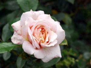 Rose Garden of Roses ® • Rosa Garden of Roses ®