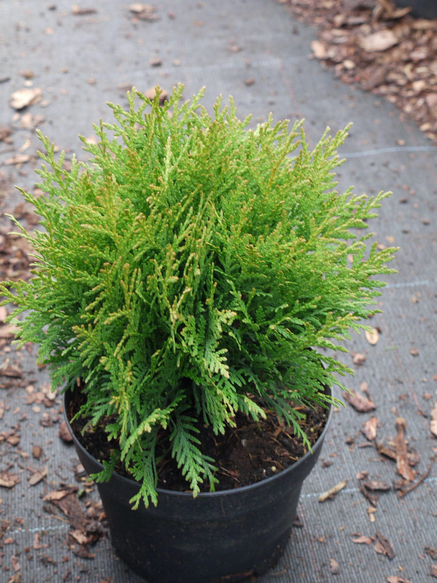 Kugel Lebensbaum Thuja occidentalis Danica 20-25 cm breit im 2 Liter Pflanzcontainer