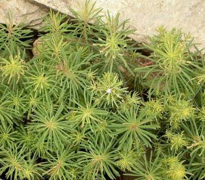 Garten Zypressen Wolfsmilch • Euphorbia cyparissias Fens Ruby