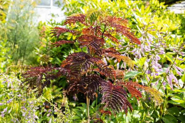 Seidenbaum Summer Chocolate • Albizia julibrissin Summer Chocolate