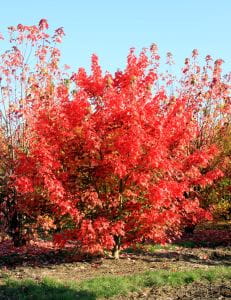 Rotahorn October Glory • Acer rubrum October Glory