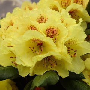 Rhododendron Goldprinz • Rhododendron yakushimanum Goldprinz