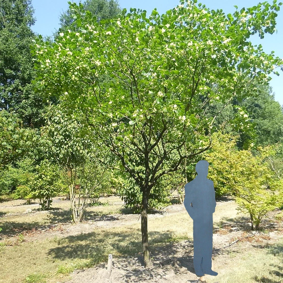 Kleeulme (Ptelea trifoliata) kaufen Garten von Ehren Garten von Ehren
