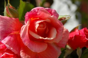Kletterrose Aloha- Kordes Rose Aloha ® • Rosa Aloha- Kordes Rose Aloha ®