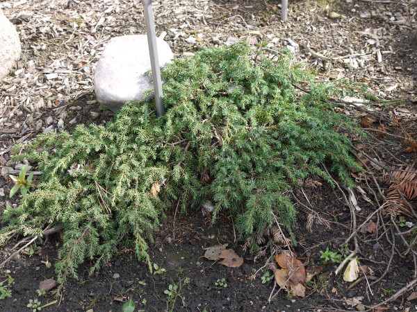 Wacholder Corielagan • Juniperus communis Corielagan