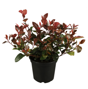 Glanzmispel Red Select • Photinia fraseri Red Select