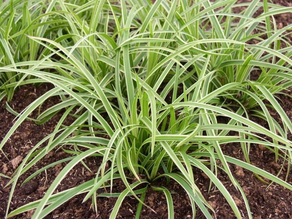 Weißrandige Garten-Segge • Carex foliosissima Icedance
