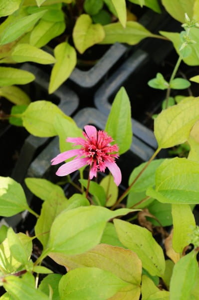 Scheinsonnenhut Pink Double Delight • Echinacea purpurea Pink Double Delight