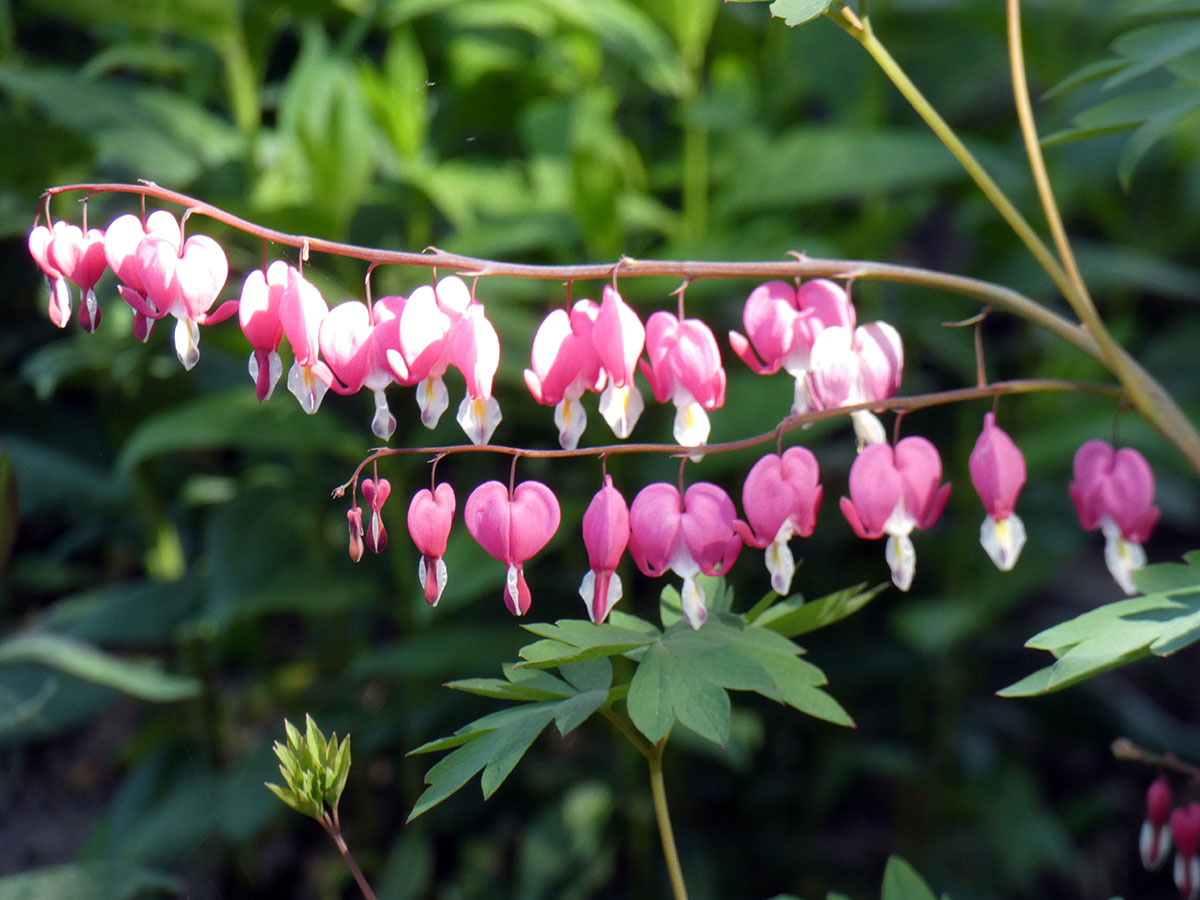 Hohe Herzblume Tranendes Herz Kaufen Garten Von Ehren Qualitat Seit 1865 Garten Von Ehren
