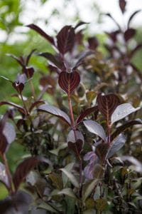 Rotblättrige Weigelia • Weigela florida Purpurea