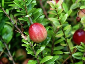 Cranberry • Vaccinium macrocarpon