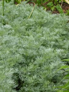 Halbstrauchiger Garten Wermuth - Artemisia arborescens Powis Castle