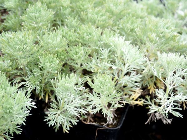 Zwerg Silber-Raute - Artemisia schmidtiana Nana