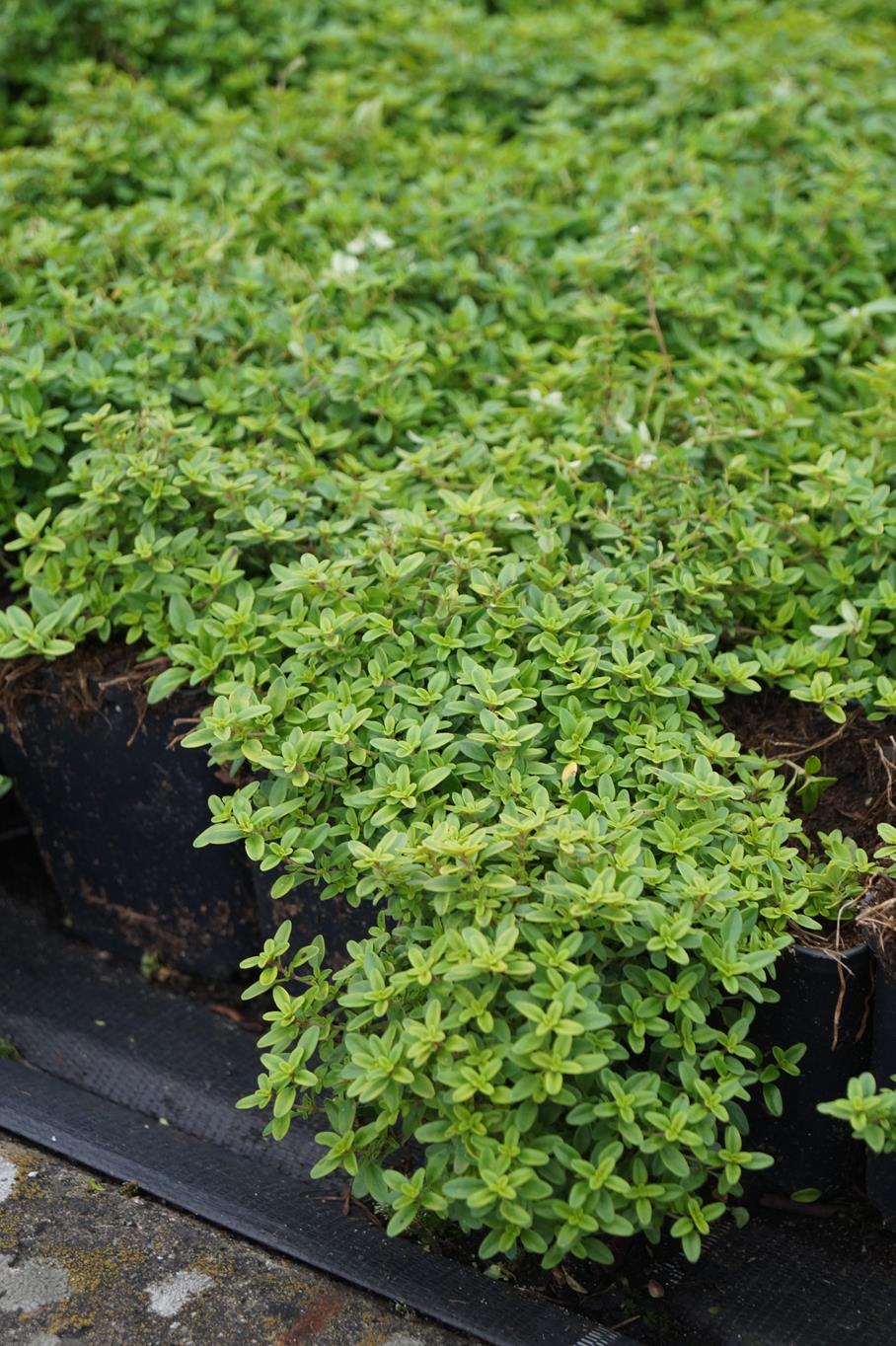 GartenThymian Golden Dwarf kaufen Garten von Ehren Qualität seit