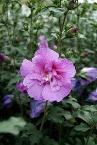 Rosen-Eibisch Lavender Chiffon® • Hibiscus syriacus Lavender Chiffon