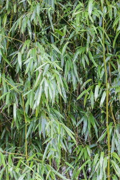 Grüner Bambus • Phyllostachys bissetii