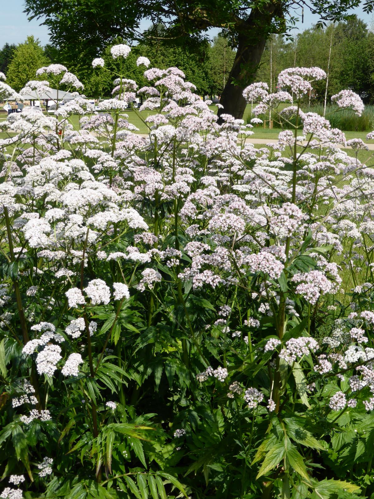 Baldrian kaufen Garten von Ehren