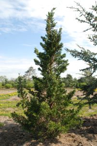 Dunkelgrüner Zypressenwacholder Canaertii • Juniperus virginiana Canaertii