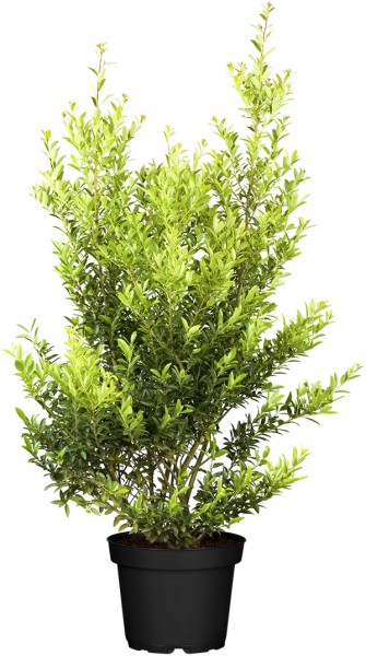 Berg-Ilex Blondie • Ilex crenata Blondie