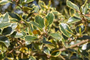 Gelbbunte Stechpalme Rubricaulis Aurea • Ilex aquifolium Rubricaulis Aurea