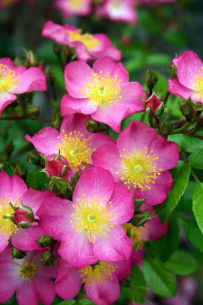 Rose Juanita ® • Rosa Juanita ®