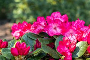 Rhododendron Kokette • Rhododendron yakushimanum Kokette