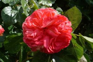 Rose Antike 89 ® • Rosa Antike 89 ®