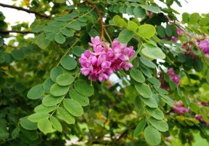 Borstenrobinie • Robinia hispida Macrophylla