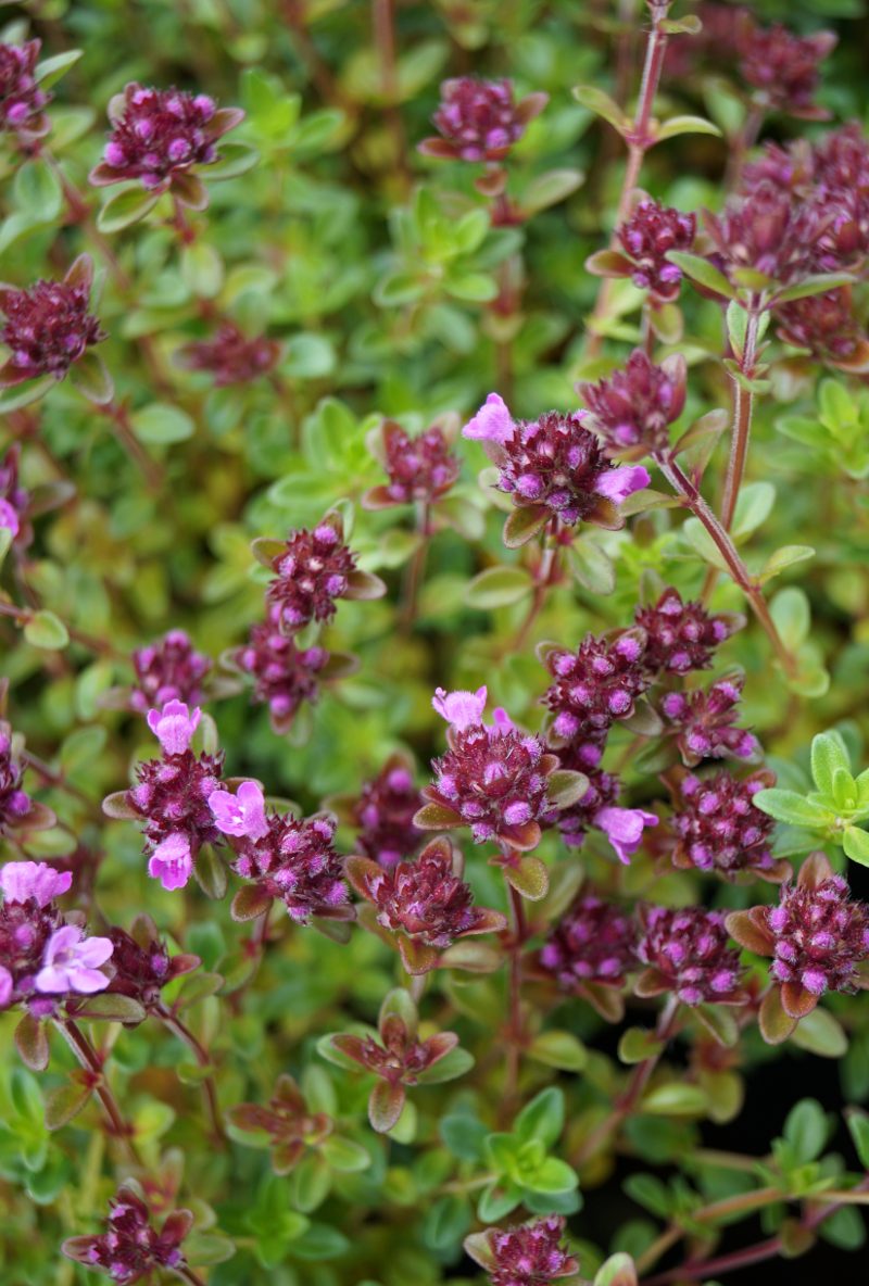 GartenZitronenThymian Lemmon kaufen Garten von Ehren