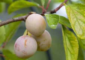 Pflaume Mirabelle de Nancy • Prunus syringa Mirabelle de Nancy