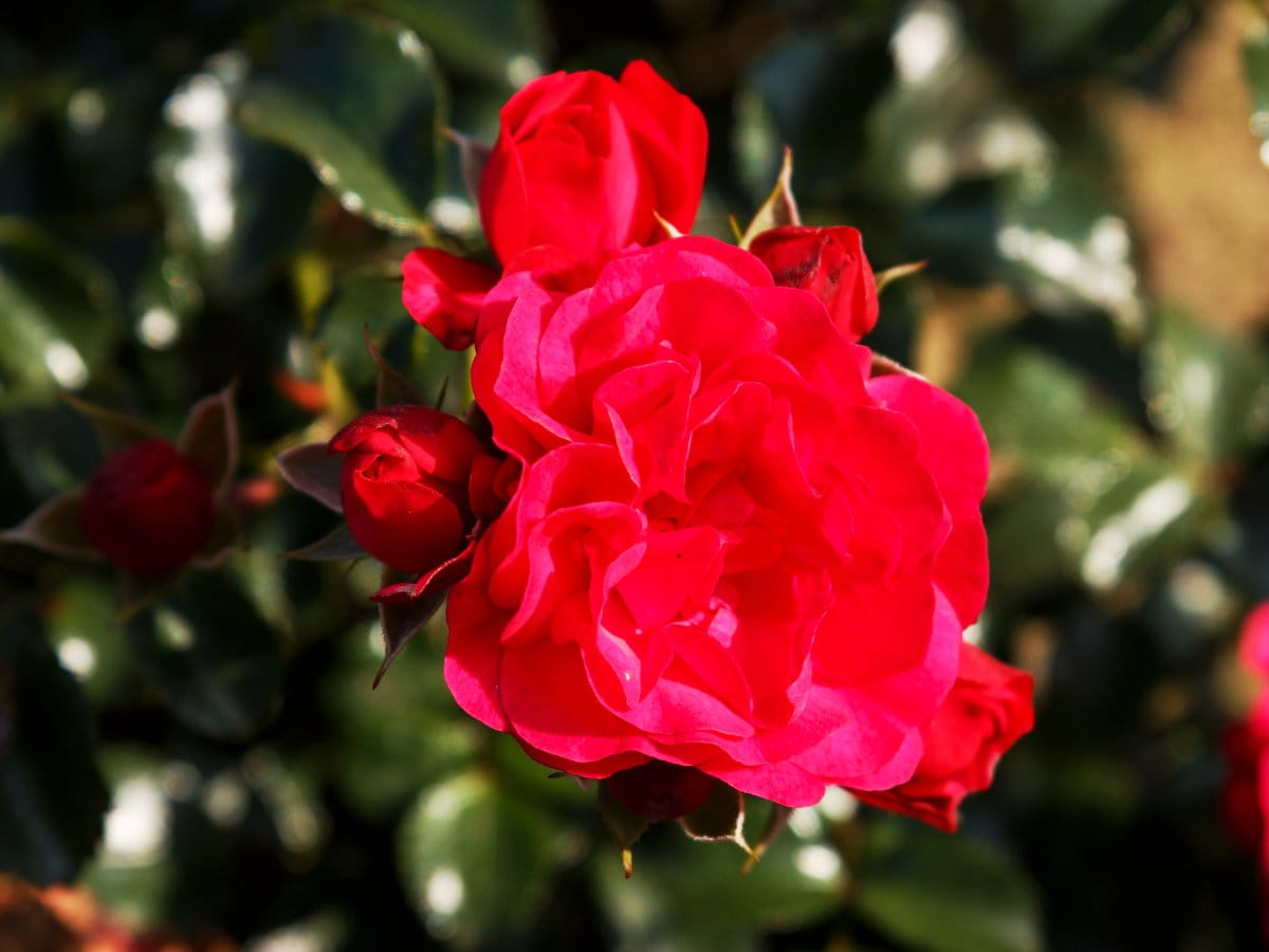 Rose Gärtnerfreude ® kaufen Garten von Ehren