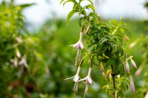 Garten Fuchsie • Fuchsia magellanica alba