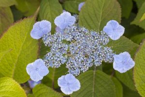 Kleinwüchsige Gartenhortensie Veerle • Hydrangea serrata Veerle