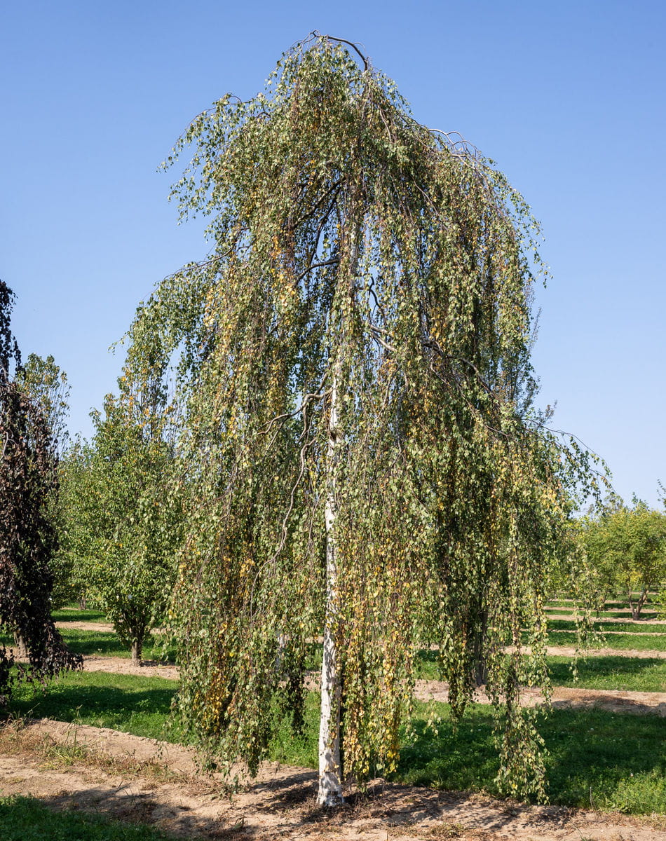 Unterschied Hangebirke Trauerbirke