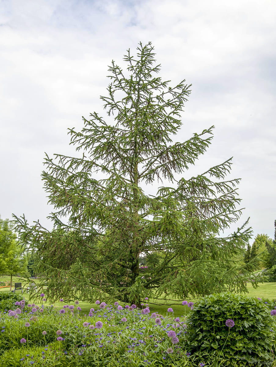 Europäische Lärche kaufen Garten von Ehren