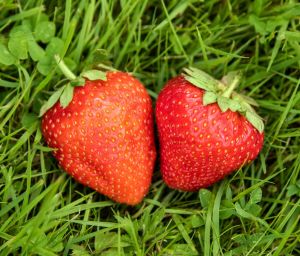 Kopie von Erdbeere Honeoye • Fragaria Hybride Honeoye