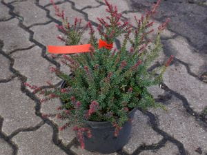 Steineibe • Podocarpus nivalis Red Tip