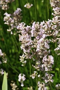 Lavendel Rosea • Lavandula angustifolia Rosea