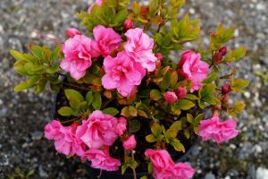 Japanische Azalee Babuschka ® • Rhododendron obtusum Babuschka ®