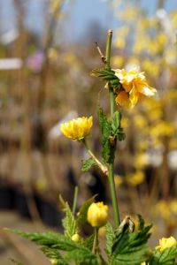 Gefüllter Ranunkelstrauch • Kerria japonica Pleniflora
