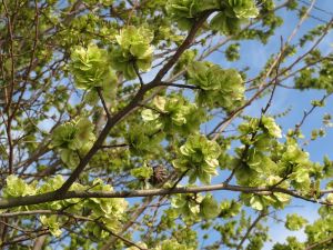 Feldulme • Ulmus carpinifolia