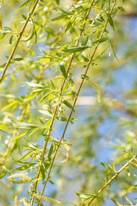 Trauerweide • Salix alba Tristis