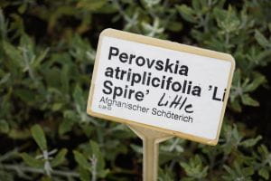 Blauraute Little Spire® • Perovskia atriplicifolia Little Spire