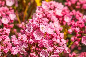 Berglorbeer Pink Frost • Kalmia latifolia Pink Frost