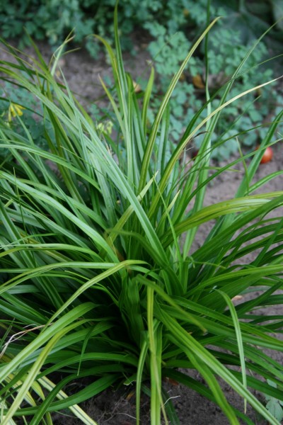 Grünblättrige Segge Irish Green • Carex foliosissima Irish Green