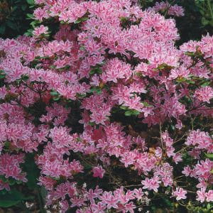 Rhododendron Kermesina Rose • Rhododendron obtusum Kermesina Rose