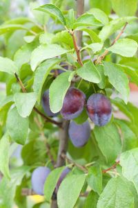 Pflaume Kirkespflaume • Prunus domestica Kirkespflaume