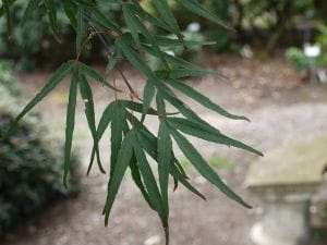 Fächerahorn Pung Kil • Acer palmatum Pung Kil