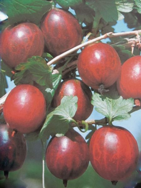 Stachelbeere Redeva • Ribes uva-crispa Redeva